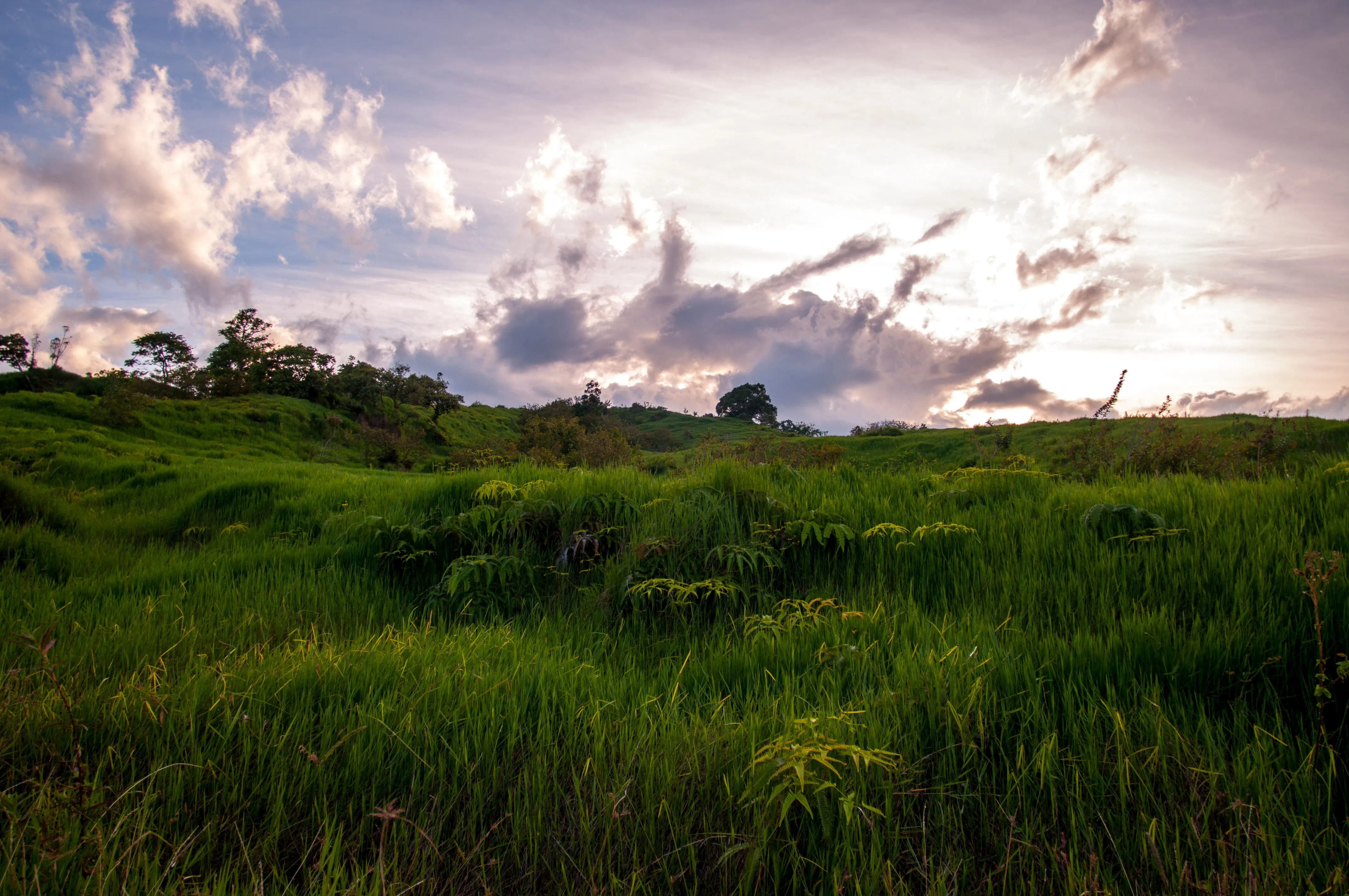 Lush Landscape - Photo by Josh Utley