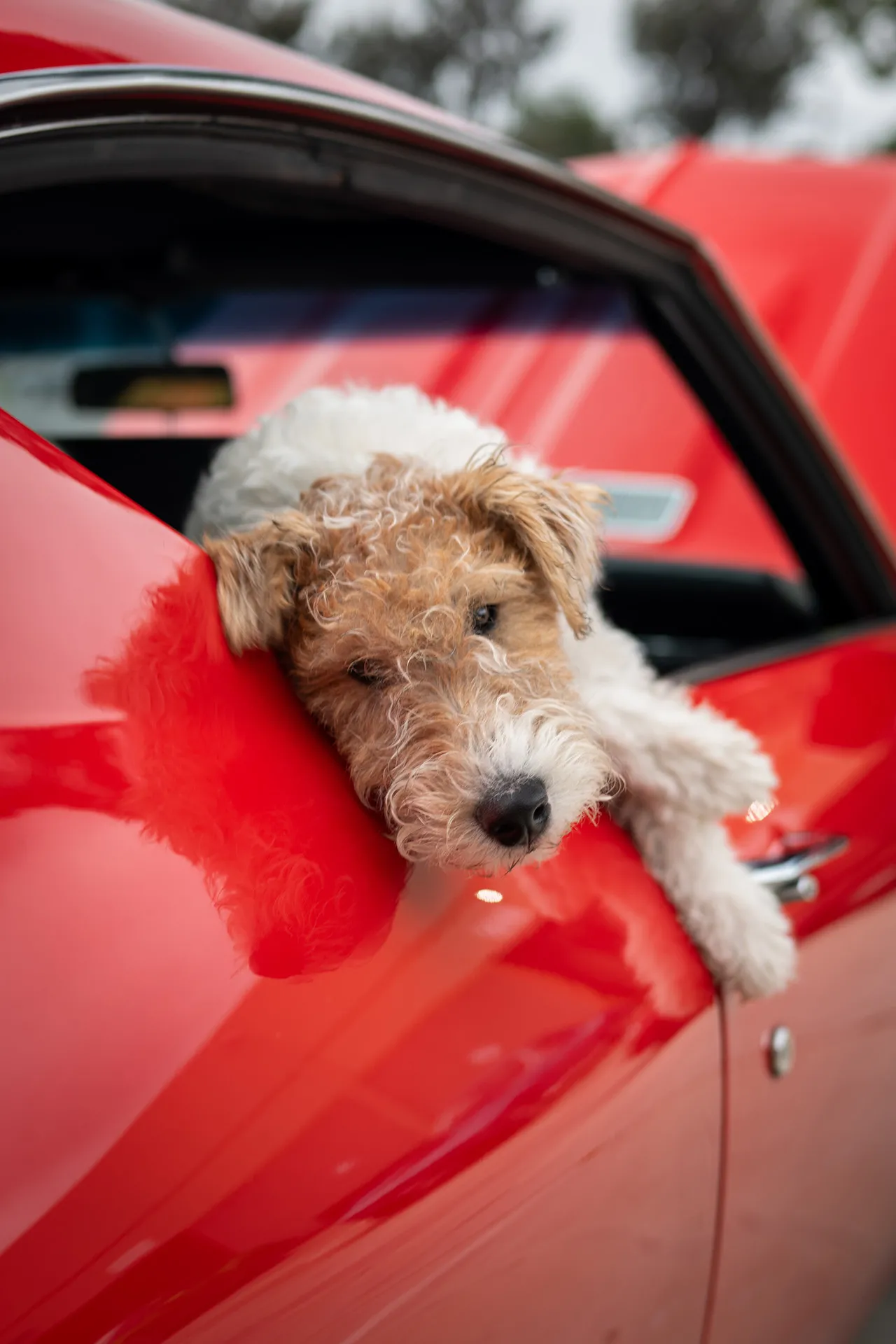 Pets and Cars Photoshoot